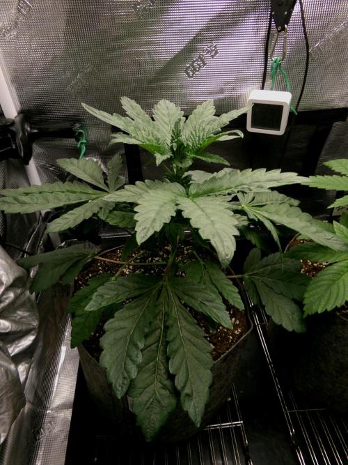 Biscotti Gelato (GDG 24 #1). Week 4