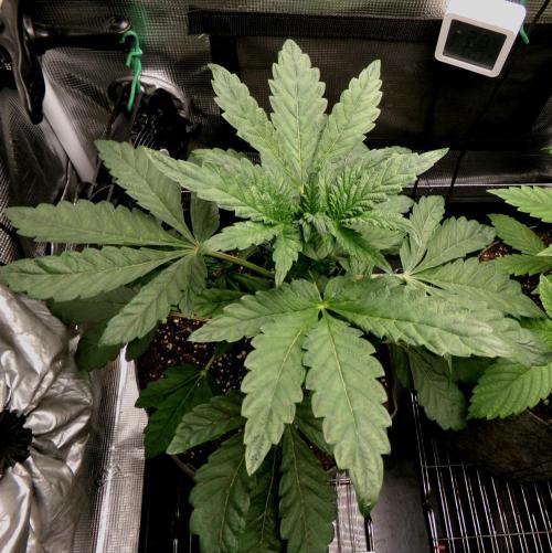 Biscotti Gelato (GDG 24 #1). Week 4