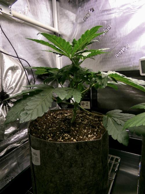 Biscotti Gelato (GDG 24 #1). Week 4