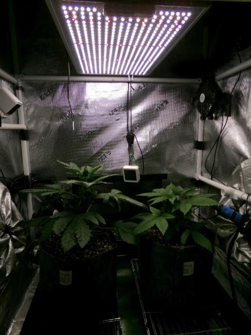 Biscotti Gelato (GDG 24 #1). Week 4