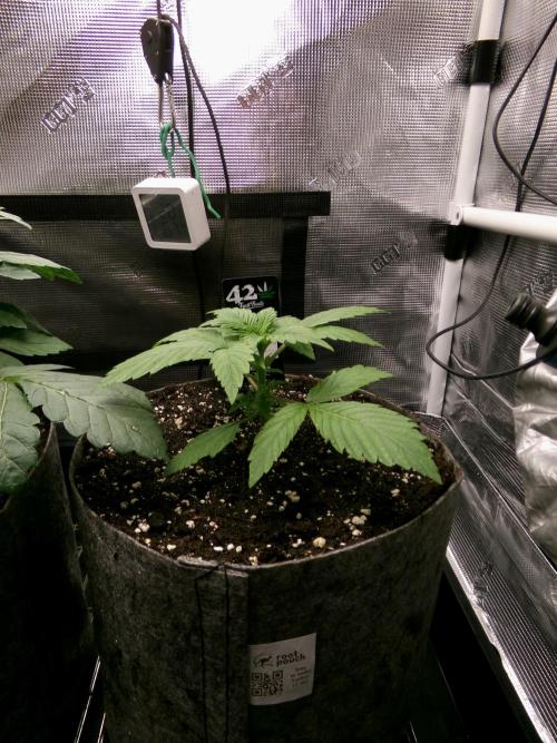 Gelato (GDG24 #2). Week 3 - Day 16