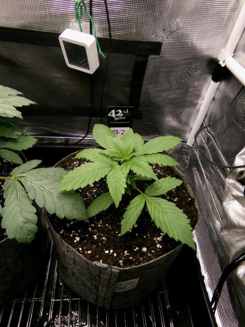 Gelato (GDG24 #2). Week 3