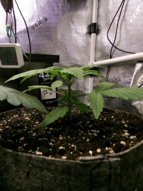 Gelato (GDG24 #2). Week 3