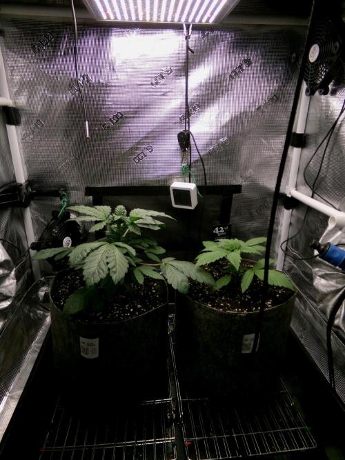 Gelato (GDG24 #2). Week 3