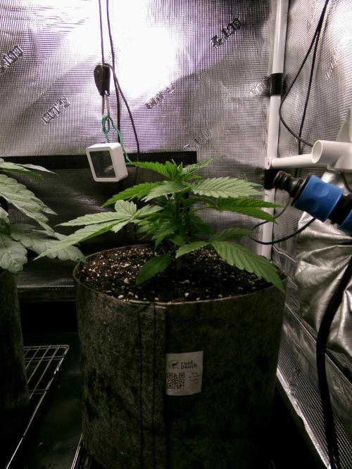 Gelato (GDG24 #2). Week 3 - Day 19