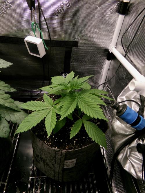 Gelato (GDG24 #2). Week 3