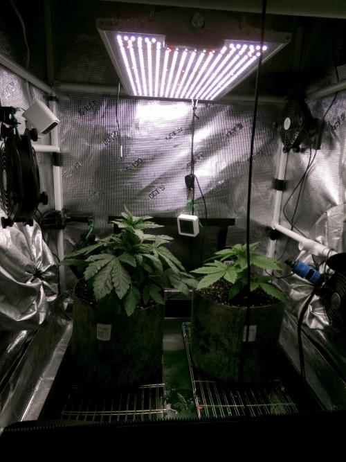 Gelato (GDG24 #2). Week 3