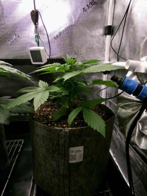 Gelato (GDG24 #2). Week 3 - Day 21