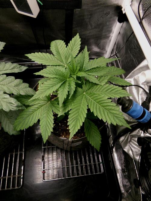 Gelato (GDG24 #2). Week 3