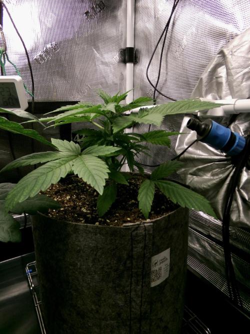 Gelato (GDG24 #2). Week 3