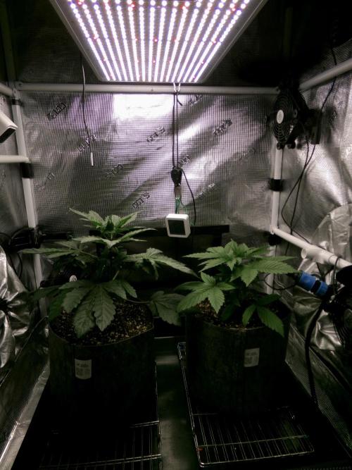 Gelato (GDG24 #2). Week 3