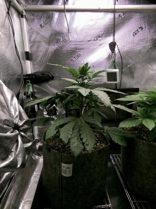 Biscotti Gelato (GDG 24 #1). Week 5 - Day 30