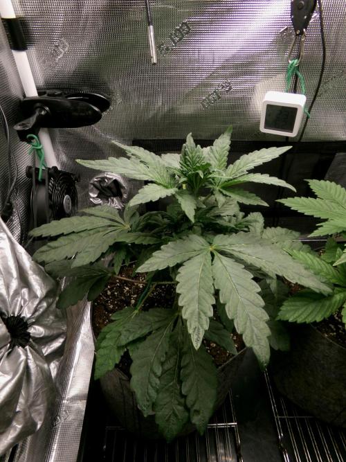 Biscotti Gelato (GDG 24 #1). Week 5