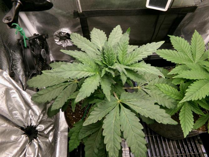 Biscotti Gelato (GDG 24 #1). Week 5