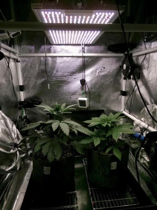 Biscotti Gelato (GDG 24 #1). Week 5