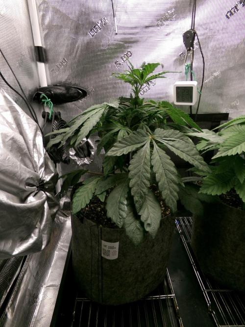 Biscotti Gelato (GDG 24 #1). Week 5 - Day 32