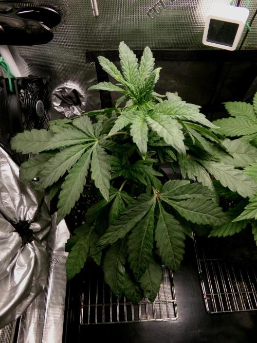 Biscotti Gelato (GDG 24 #1). Week 5