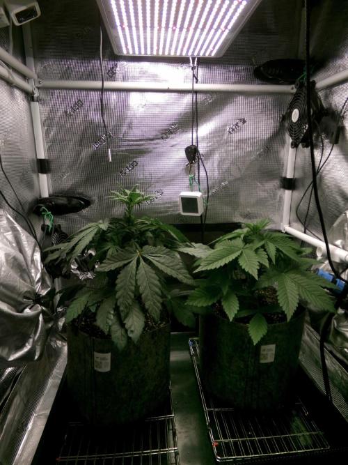 Biscotti Gelato (GDG 24 #1). Week 5