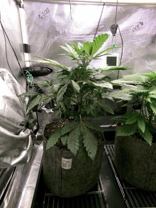 Biscotti Gelato (GDG 24 #1). Week 5 - Day 35