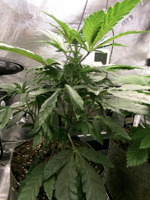 Biscotti Gelato (GDG 24 #1). Week 5