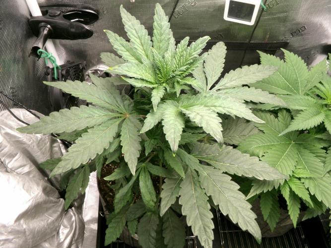 Biscotti Gelato (GDG 24 #1). Week 5