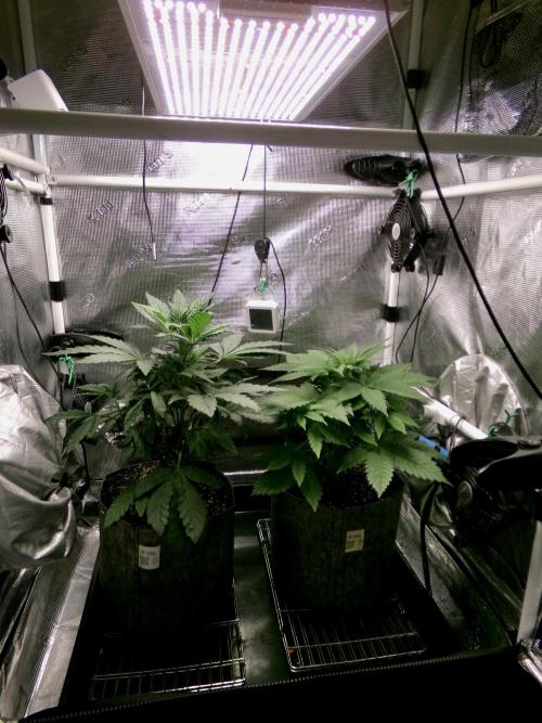 Biscotti Gelato (GDG 24 #1). Week 5