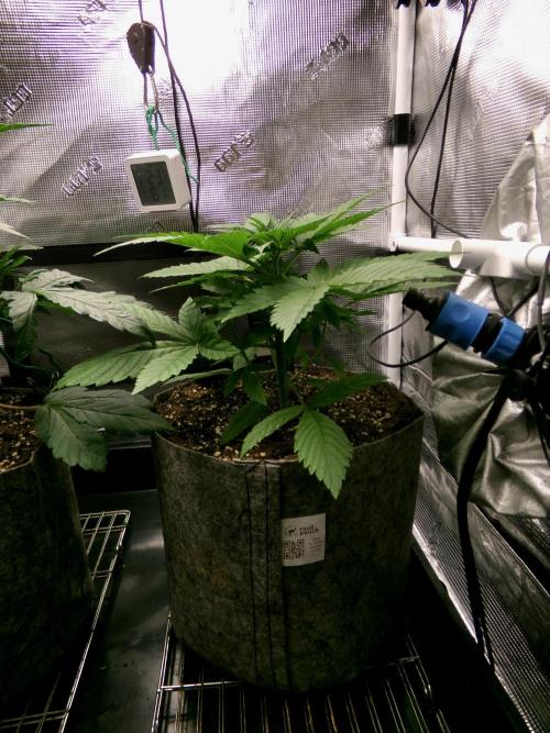 Gelato (GDG24 #2). Week 4 - Day 23