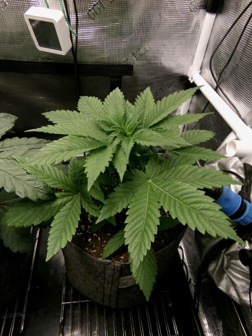 Gelato (GDG24 #2). Week 4