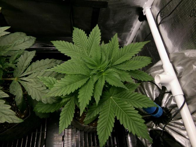 Gelato (GDG24 #2). Week 4