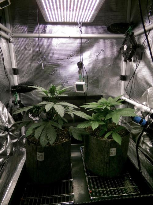 Gelato (GDG24 #2). Week 4