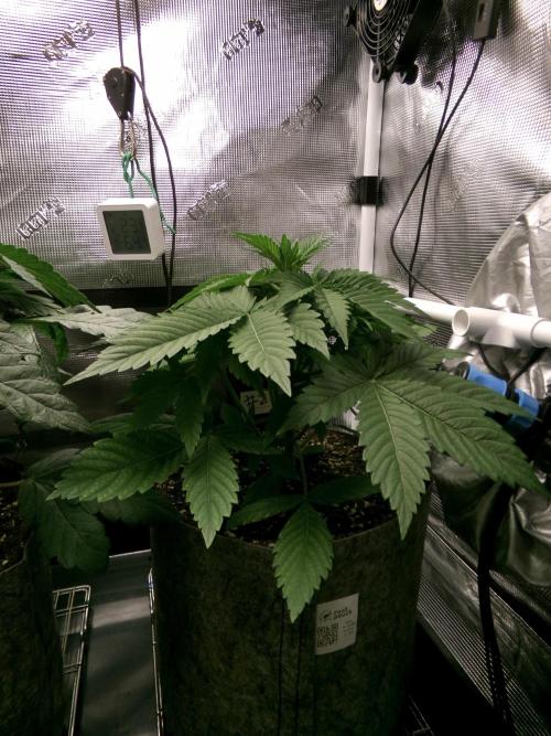 Gelato (GDG24 #2). Week 4 - Day 25