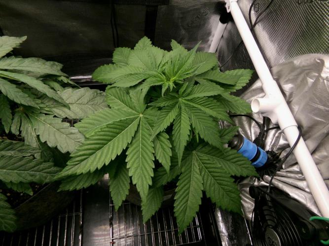 Gelato (GDG24 #2). Week 4