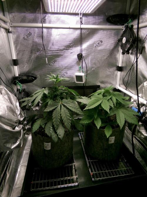 Gelato (GDG24 #2). Week 4