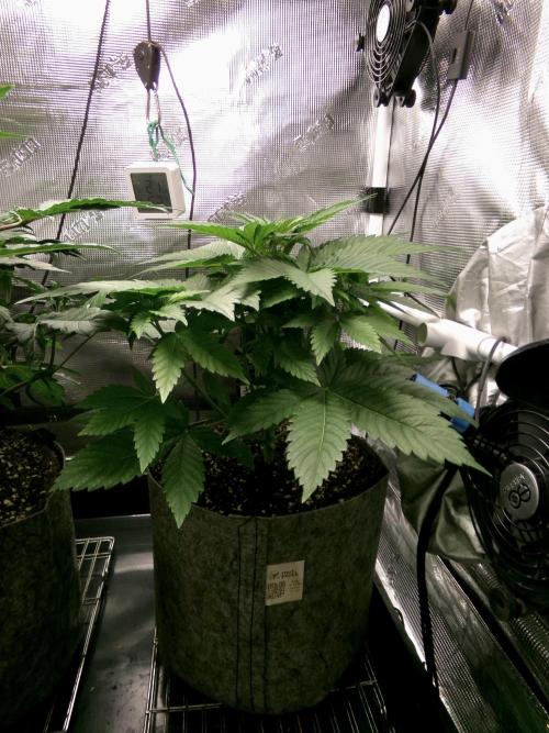 Gelato (GDG24 #2). Week 4 - Day 28