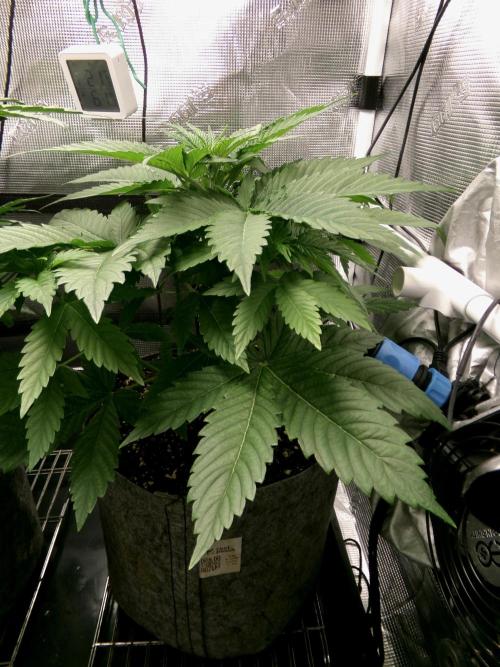 Gelato (GDG24 #2). Week 4