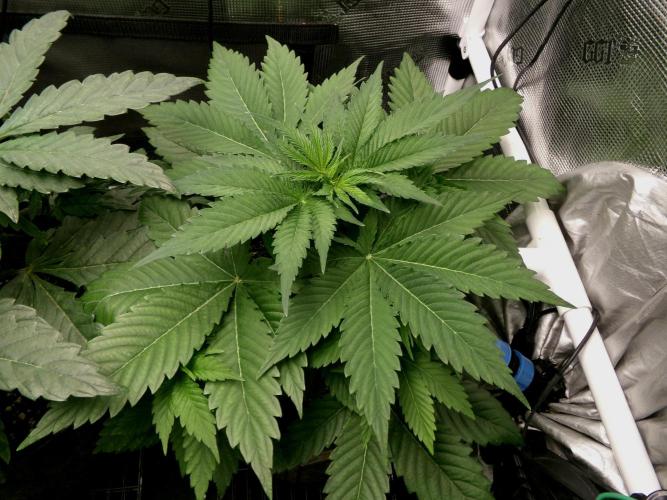 Gelato (GDG24 #2). Week 4