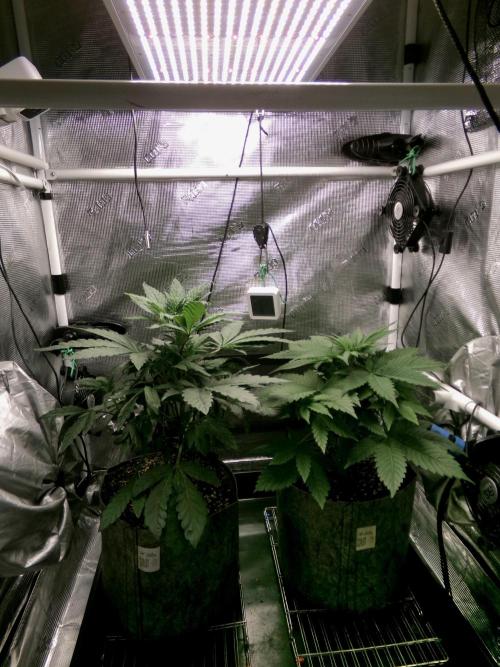 Gelato (GDG24 #2). Week 4