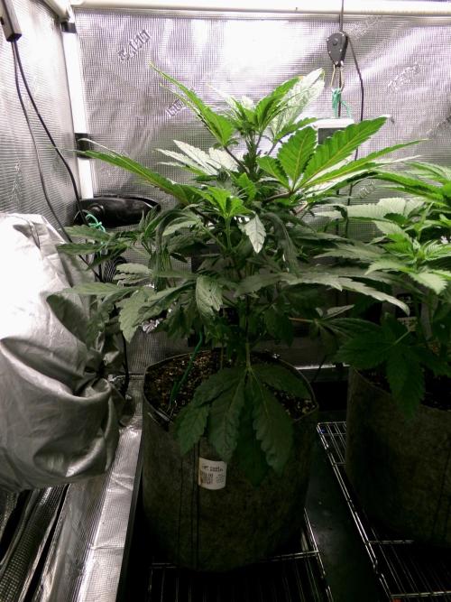 Biscotti Gelato (GDG 24 #1). Week 6 - Day 38