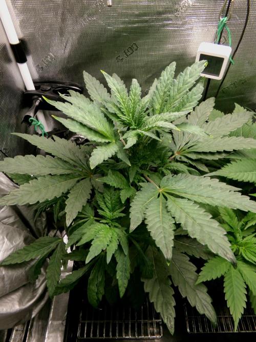 Biscotti Gelato (GDG 24 #1). Week 6