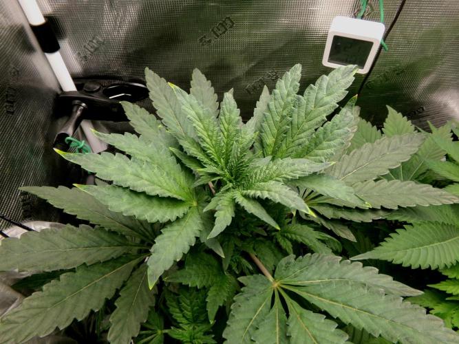 Biscotti Gelato (GDG 24 #1). Week 6