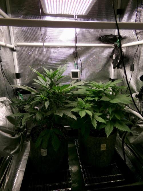 Biscotti Gelato (GDG 24 #1). Week 6