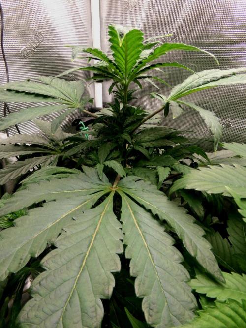 Biscotti Gelato (GDG 24 #1). Week 6