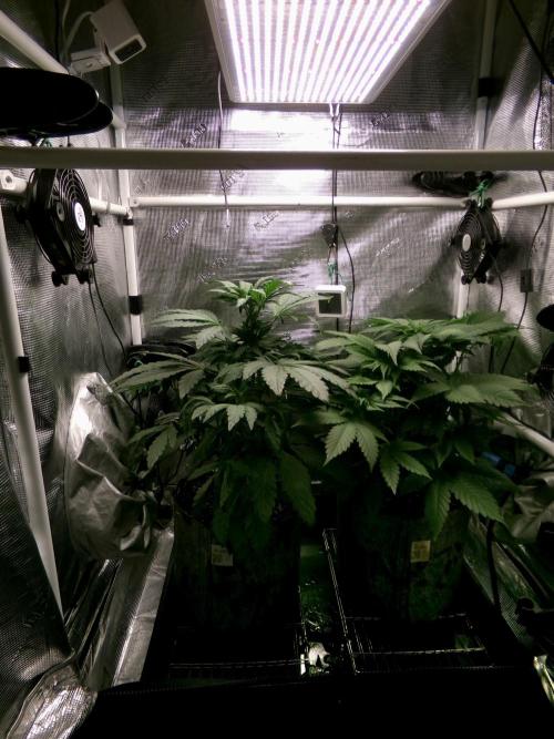 Biscotti Gelato (GDG 24 #1). Week 6