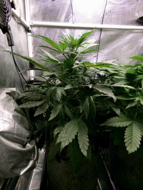 Biscotti Gelato (GDG 24 #1). Week 6 - Day 42