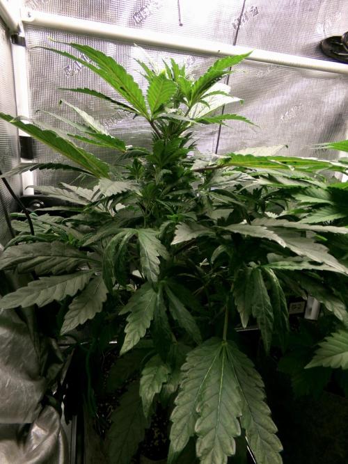 Biscotti Gelato (GDG 24 #1). Week 6