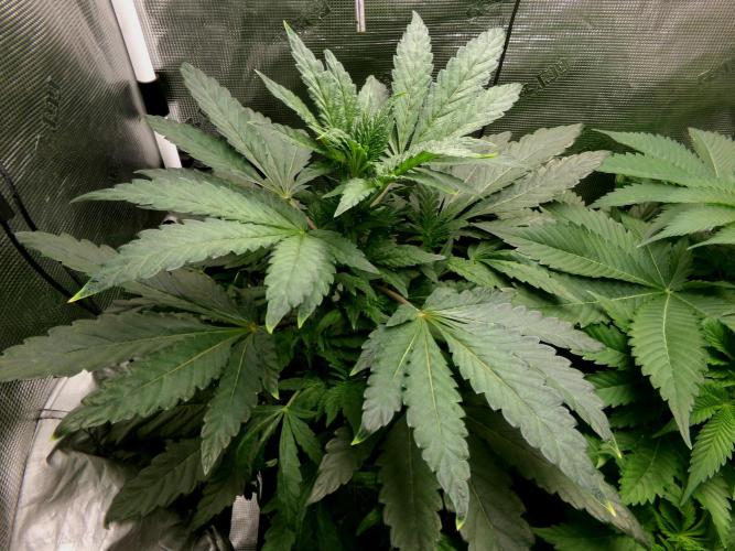 Biscotti Gelato (GDG 24 #1). Week 6