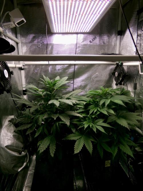 Biscotti Gelato (GDG 24 #1). Week 6