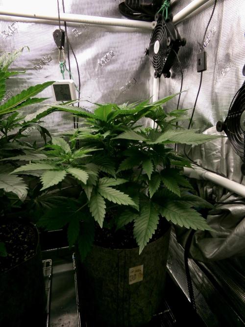 Gelato (GDG24 #2). Week 5 - Day 31