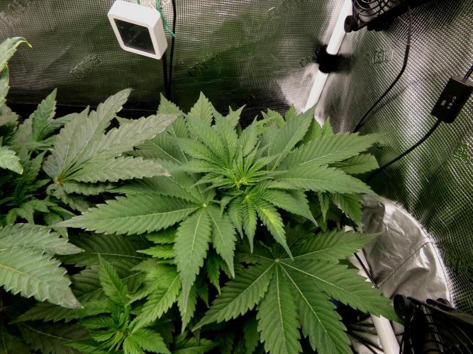 Gelato (GDG24 #2). Week 5