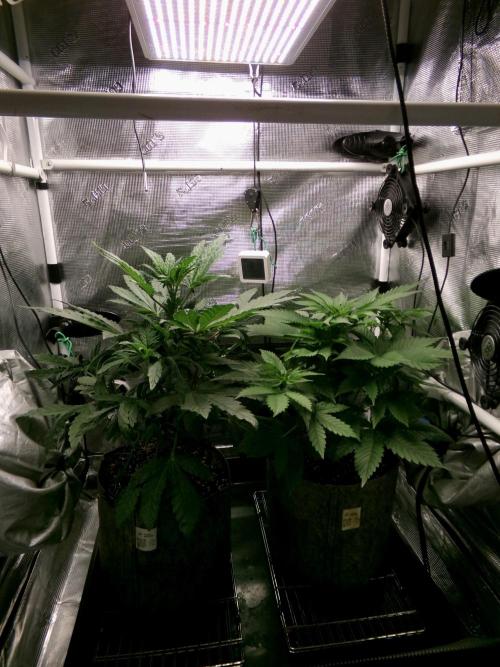 Gelato (GDG24 #2). Week 5 - Right plant